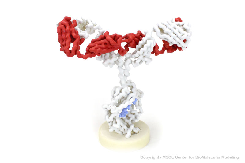 Image:Antibody 1 centerForBiomolecularModeling.jpg