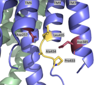 Active Site of Gamma Secretase