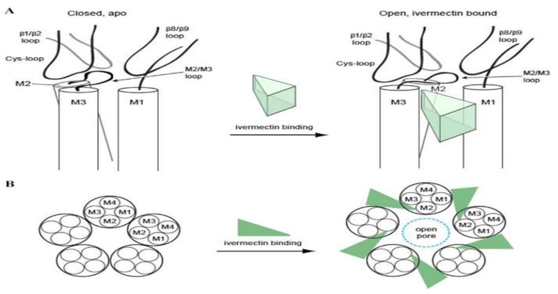 Image:Ivermectin binding 3rif.jpg