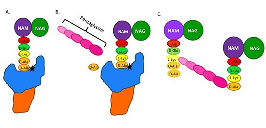 Figure 2.Schematic showing Catalytic Mechanism of PBP2a