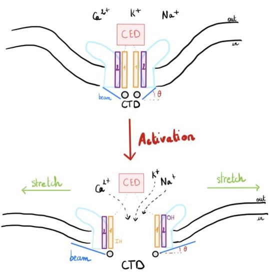 Representation of the Gating Mechanism