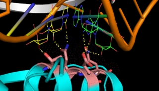 Fig.1. RNase III binding to dsRNA