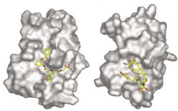 Fig.3 A representative view of the mTOR inhibitor HTS-1 docked into its binding site on the FRB domain on the left. On the right, the location and conformation of rapamycin bound to the FRB domain in the ternary complex formed with FKBP12 is illustrated, with the domain shown in the same orientation as on the left.