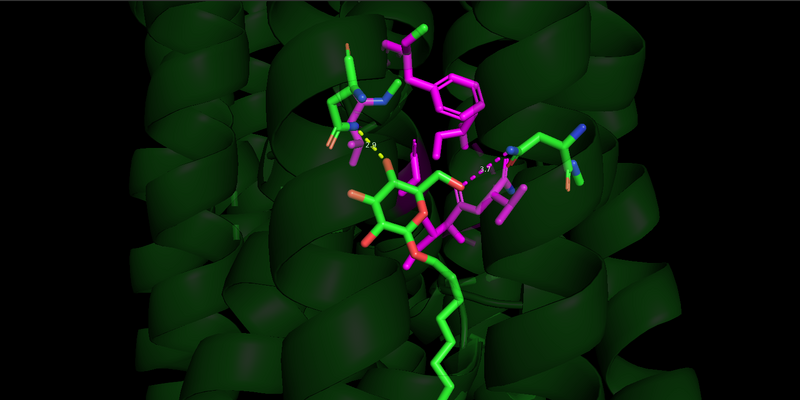 Image:GLUT1 Hydrophobic Pocket.png