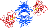 Human RBP : Human TTR structure in "opposite dimer" model