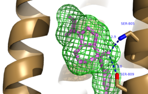 Figure 2. Hydrogen Bonding between mGlu5 and Mavoglurant. Blue coloration represents Hydrogen Bond donor whereas red coloration represents Hydrogen Bond acceptor.