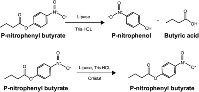 Figure 2: P-Nitrophenyl Reaction with Lipase