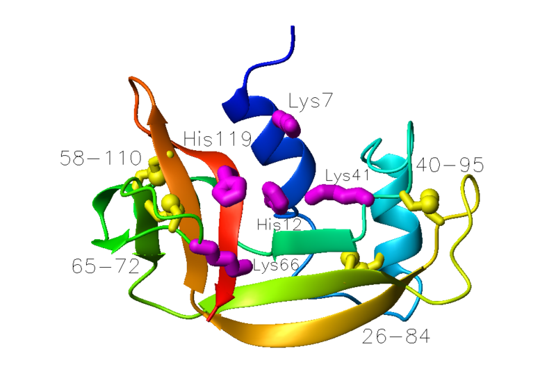 Image:Ribonuclease A 7rsa.png