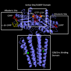 Diguanylate cyclase DgcZ from “E. Coli” with Domains Labeled