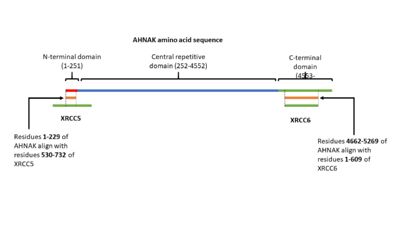 Figure 3. A visual representation of AHNAK's amino acid sequence and its sites of similarity with the proteins XRCC5 and XRCC6.