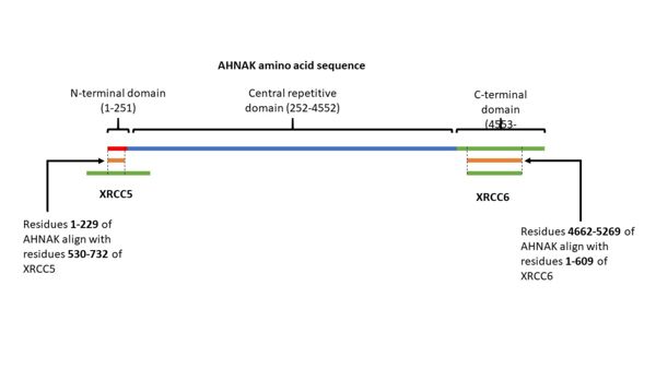 Figure 3. A visual representation of AHNAK's amino acid sequence and its sites of similarity with the proteins XRCC5 and XRCC6.