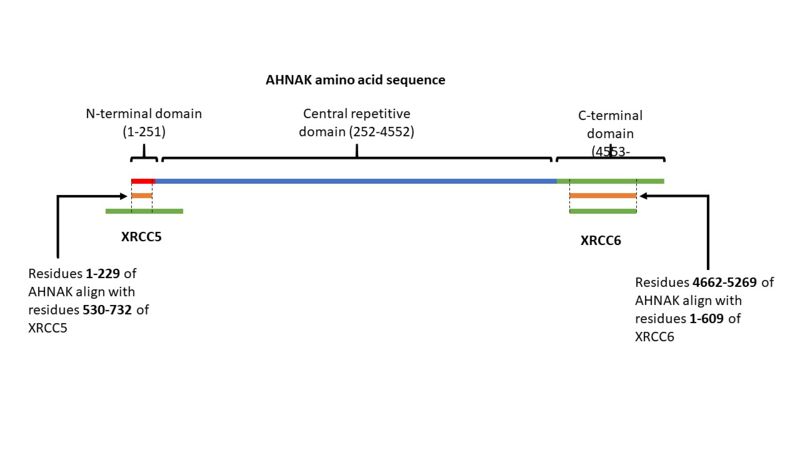 Image:AHNAKFigureKu.1.jpg