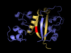 Antiparallel beta sheets formed by both subunits together. S2 site is in red.
