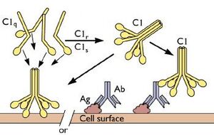 C1q binding to antigen-antibody complex