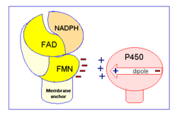 Electrostatic charge pairing between Cyt P450 and the FMN binding domain induces the interaction between CYPOR and Cyt P450.