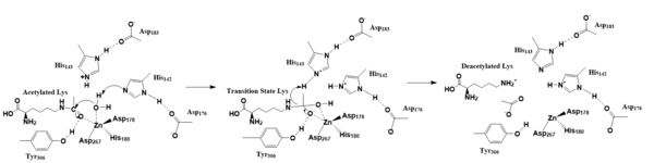 Figure 2. Deacetylation by HDAC8