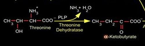 Figure 4. Action of TDH