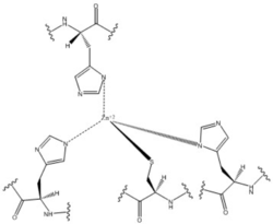 Zn+2 Coordination to amino acid residues on three of the four 𝝰 helices of DgcZ