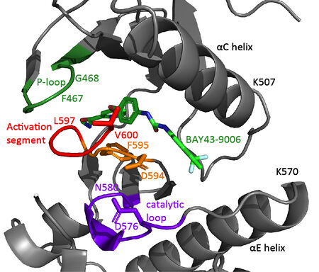 A detailed view of B-Raf kinase domain in complex with BAY43-9006(PDB id 1uwh)