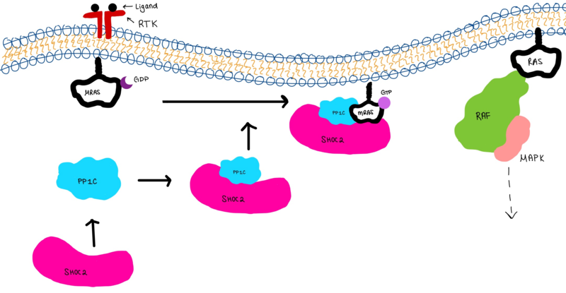 Figure 3:Signaling cascade is shown with SHOC2 (magenta), PP1C (blue), and MRAS (white). SHOC2 binds to PP1C then to MRAS at the cell membrane. The SMP complex is now oriented near the membrane-bound RAF complex (green) allowing PP1C to phosphorylate RAF at serine 259.