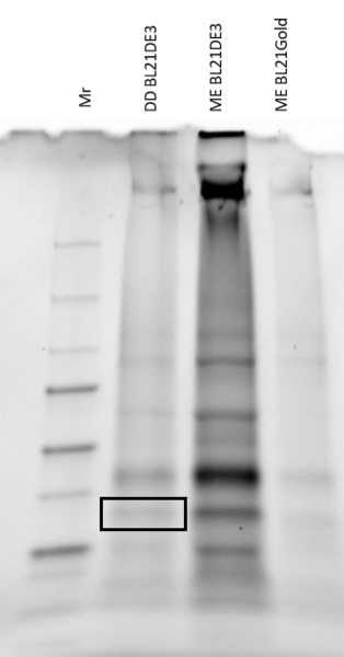 Image:FinalGel 2.png