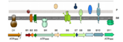 Overview of formation of T4SS
