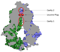 Figure 2. Locations of Cavities 1 and 2 and the Leucine Plug in ABCG2.
