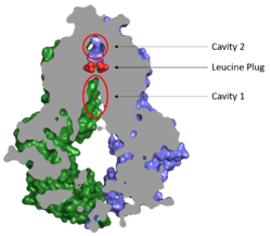 Figure 2. Locations of Cavities 1 and 2 and the Leucine Plug in ABCG2. The protein is in the inward-facing conformation with Cavity 1 open to the cytosol for substrate recruitment, the Leucine Plug is intact, and Cavity 2 is completely occluded. (5NJ3)