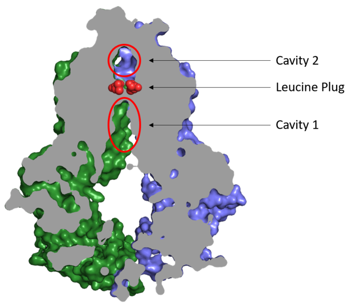 Image:Map leucine plug.png
