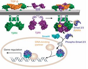 Fig.1 Structure of the PthXo1 DNA binding region in complex with its target site. The coloring of individual repeats matches the schematic in XXX