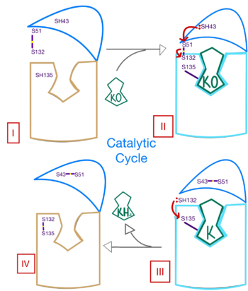 Figure 3. Mechanism of VKOR.