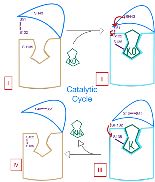 Image:Ss of catalytic mech.png