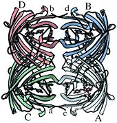 Ribbon diagram of the DsRed tetramer, produced by MOLSCRIPT (28). Monomers are labeled with uppercase A–D, and the carboxy termini are labeled with lowercase a– d. The amino termini are obscured in this view. Note the antenna-like array of the chromophores, antiparallel in pairs.