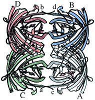 Ribbon diagram of the DsRed tetramer, produced by MOLSCRIPT (28). Monomers are labeled with uppercase A–D, and the carboxy termini are labeled with lowercase a– d. The amino termini are obscured in this view. Note the antenna-like array of the chromophores, antiparallel in pairs.