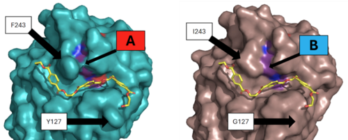 Figure 3 - Protein surface images displaying the impact on the active site