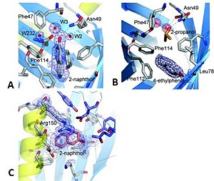 Figure 3: Trichosurin structure, topology and ligand binding