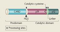 Human Caspase-1 Zymogen