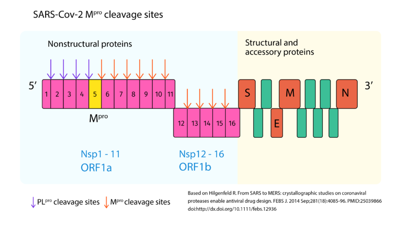 Image:Clivagesites sarscov2.png