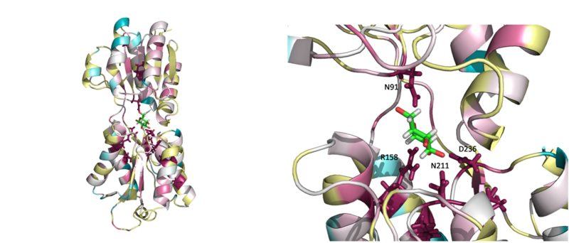 Image:Consurf images.png