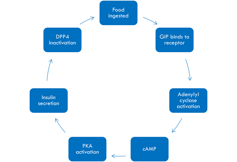 Image:GIP Mechanism.png