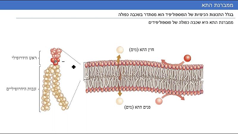 Image:Phos.jpg