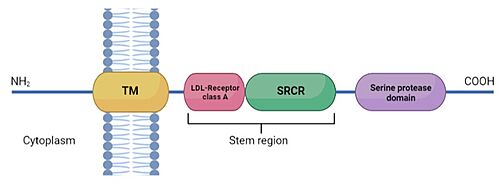 Schematic representation of TMPRSS2 structure: TM is the transmembrane domain, LDL receptor class A domain and SRCR (scavenger receptor cysteine rich domain) form the stem region. The serine protease domain is composed by the catalytic amino acid triad histidine, aspartic acid and serine, essential for proteolytic activity.