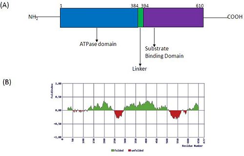 Structural organization of Hsp70