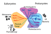 Cartoon phylogenetic tree of the FpgNei protein family.  Neil1 is one among several metazoan repair proteins