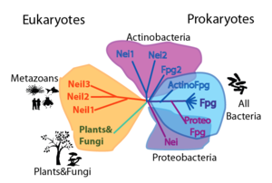 Cartoon phylogenetic tree of the FpgNei protein family.  Note that this phylogeny can be appreciated in two levels: by the distribution and number of FpgNei subfamilies in different organisms; and by the kinds of damages that can be repaired
