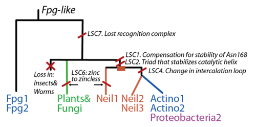 Gene evolution of the Fpg/Nei protein family.  The root is placed in the Fpg branch given its broad distribution among bacteria.)