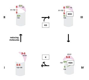 Figure 4. Brodifacoum