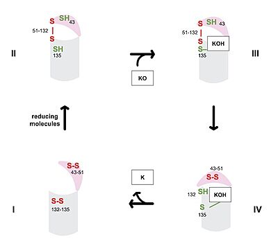 Figure 3. Catalytic Cycle of VKOR VKOR's luminal domain is represented by a the pink semicircle and the transmembrane domain is represented by the gray cylinder. State I displays the fully oxidized VKOR in an open conformation. State II is a partially oxidized VKOR with free cysteines 43 and 135. State III is cysteine 135 interacting with KOH or KH to induce a closed conformation. State IV shows cysteine 132 attacking cysteine 135-KOH or KH to generate K.