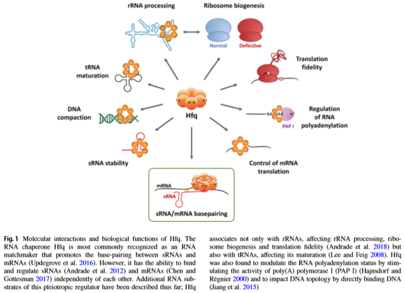 Image:Hfq functions(2).PNG