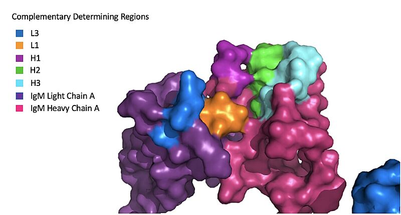 Image:IgM Surface.jpg